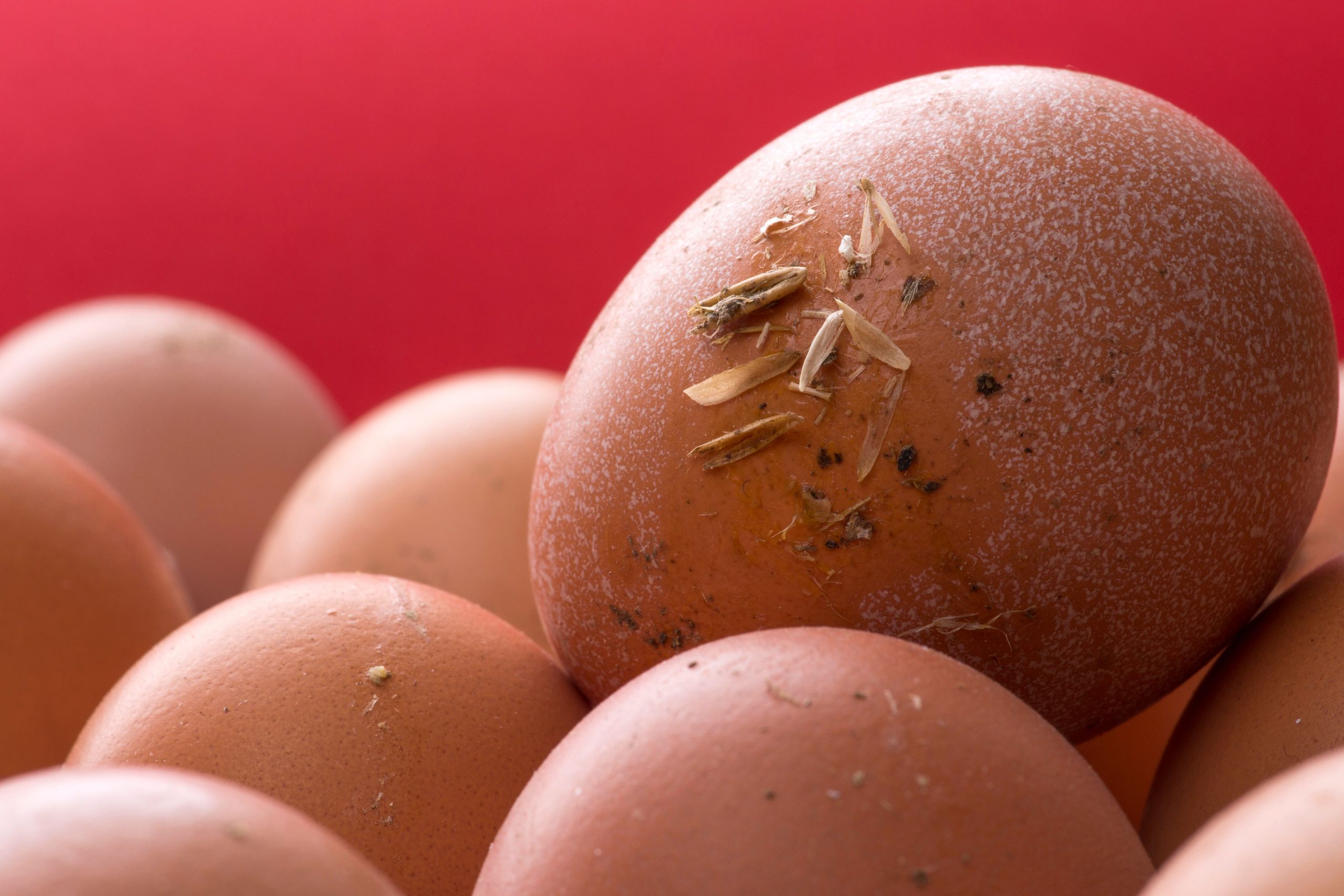 Lash Egg in Chickens: Causes, Symptoms, Treatment, and Prevention